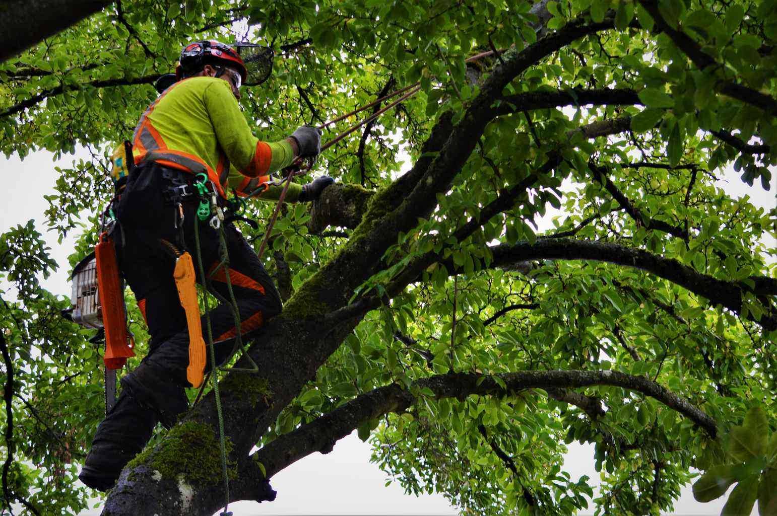 North Vancouver tree service during tree pruning.